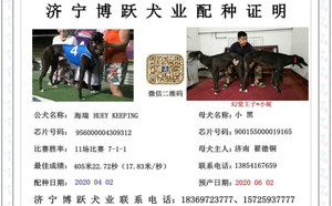 海瑞X小黑 900155000019165.jpg