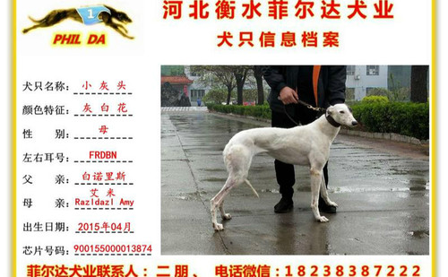 小灰头 900155000013874，FRDBN
