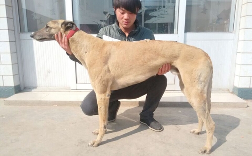 黄蜂王子 HFHS 107A