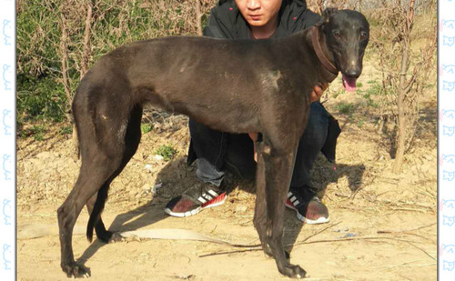 幻觉黑豆 hdsx 1804x,900155000038105 格力犬yy-格力犬中英文血统