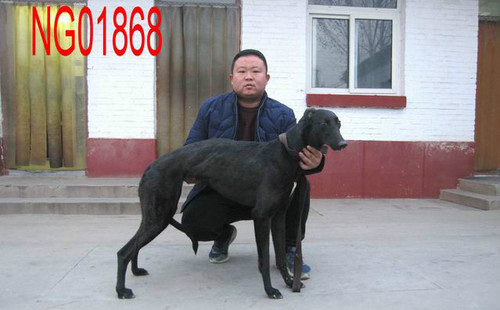 闪电玫瑰 NGQX 916AM，156111110086180