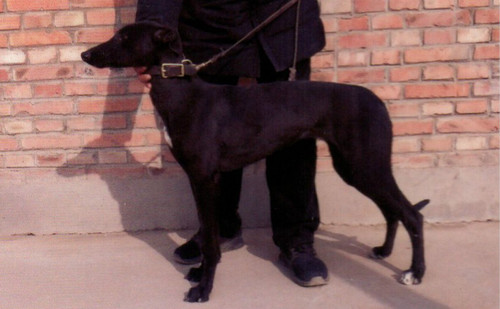 嘉乐 CY414，900015637896361