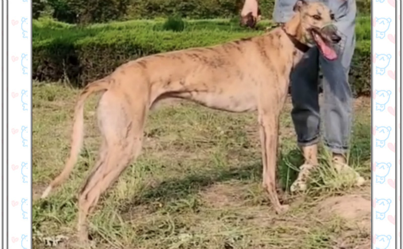 小狸子 cy293,900100000037609 - 格力犬yy--格力犬