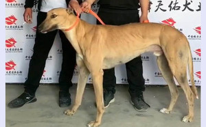 黄八万 941000225080222.jpg