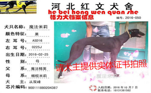魔法米莉 ASD16 0225J，900111880204387