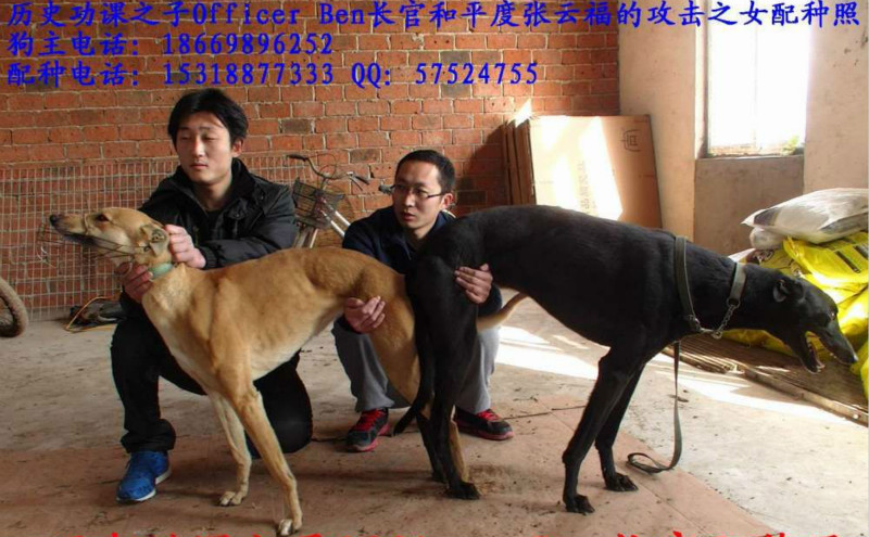 2013年2月2日平度张云福的格力犬种母吉吉使用青岛李宁的格力犬种公