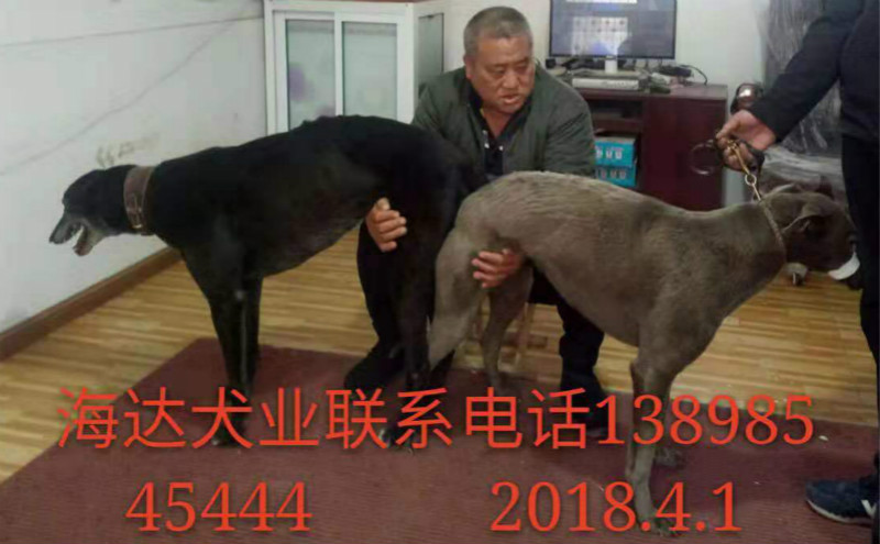 李福强的格力犬种母耗子使用彰武海达犬业的格力犬种公黑色幻想配种