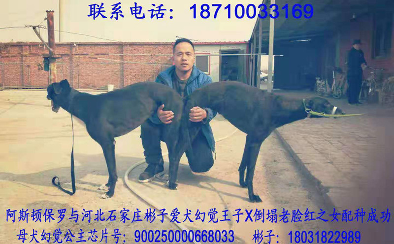 x幻觉公主 2019年2月25日藁城孙彬子的格力犬种母幻觉公主使用天佑犬