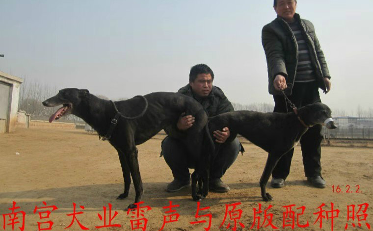 雷声 x小可怕 2016年2月2日临西李兵的格力犬种母小可怕使用南宫犬业