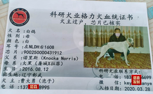白鸽 900250000431912，NLDH1608