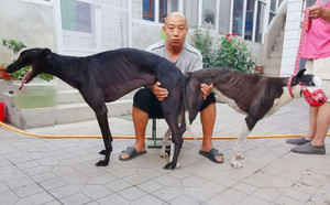 大白腿 900252003094288 格力犬yy-格力犬中英文血统查询