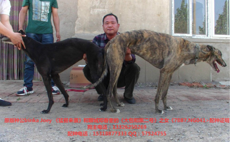 邓春奎的格力犬种母黑玫瑰使用i青岛市李宁的格力犬种公猛兽来袭配种
