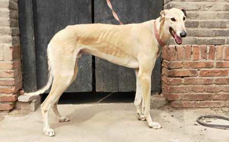小挖机 900215000445714 格力犬yy-格力犬中英文血统查询