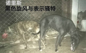 黑色旋风X表示骚特 900115000929162，NGXH911A.jpg