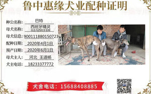 巴特X西班牙精灵 900111880150723，NGQX811A.jpg