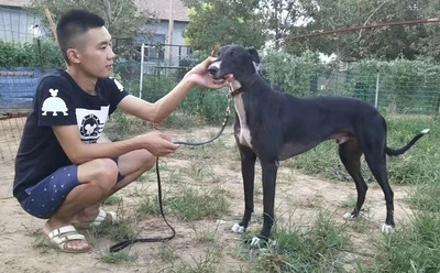 格力犬中英文血统查询