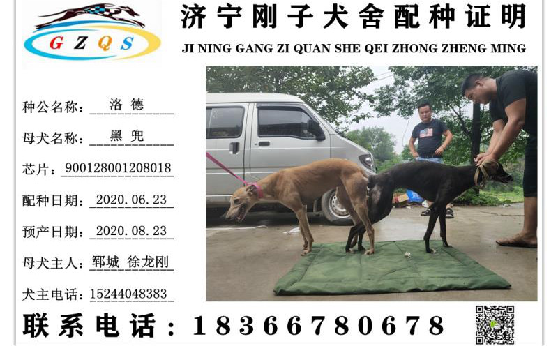 日郓城徐龙刚的格力犬种母黑兜使用济宁刚子犬舍的格力犬种公洛德配种