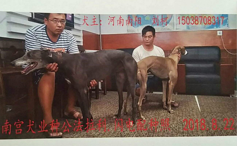 市刘柯的格力犬种母黄色小说使用南宫犬业的格力犬种公法拉利闪电配种