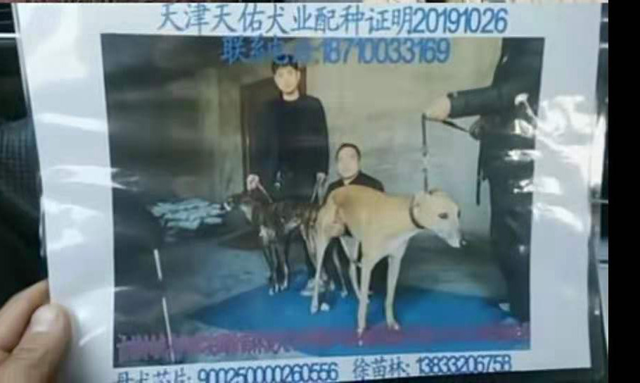 安国徐苗林的格力犬种母雨花石使用天佑犬业的格力犬种公吉格帕夫配种