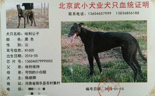 哈利公子 136046579990002，H1605