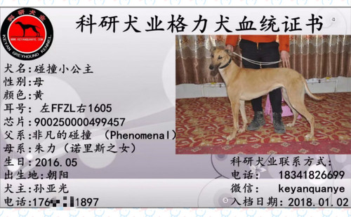 碰撞小公主 900250000499457，FFZL1605