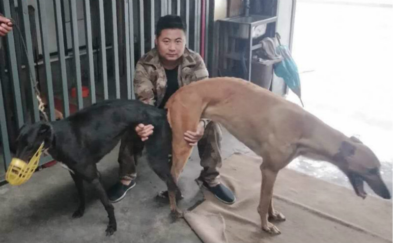 2018年7月18日锦州刘峰的格力犬种母浪浪使用松原刘大鹏的格力犬种公
