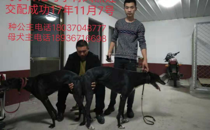 格力犬yy