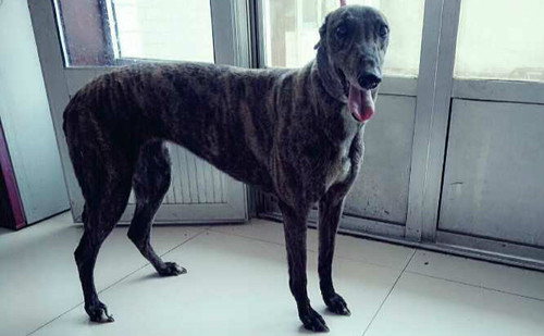 大狸子 900111880154700 格力犬yy-格力犬中英文血统查询