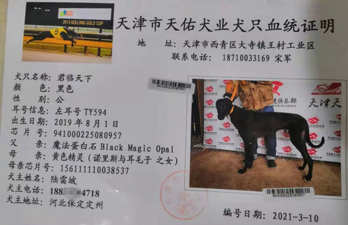 君临天下 TY594，941000225080957