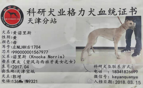 黄诺里斯 990000001567977，NLHH1704