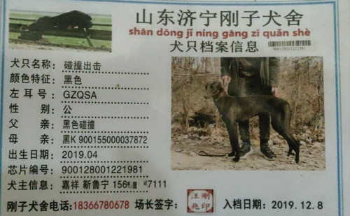 碰撞出击 900128001221981，GZQSA