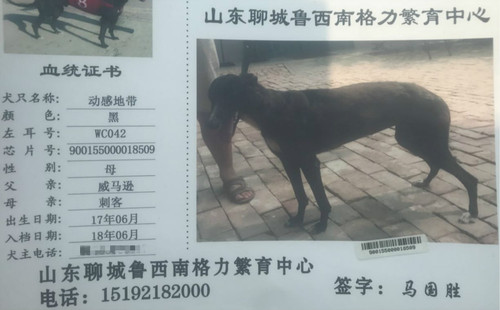 动感地带 WC042，900155000018509