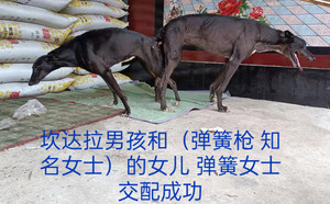坎达拉男孩X弹簧女士 156111110092446，J76E.jpg