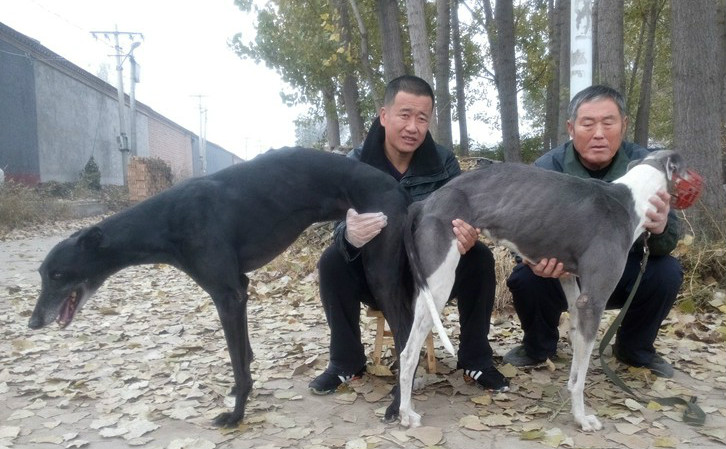 摩甘波 x大灰 2015年12月天津杨振亮的格力犬种母大灰使用武小的格力