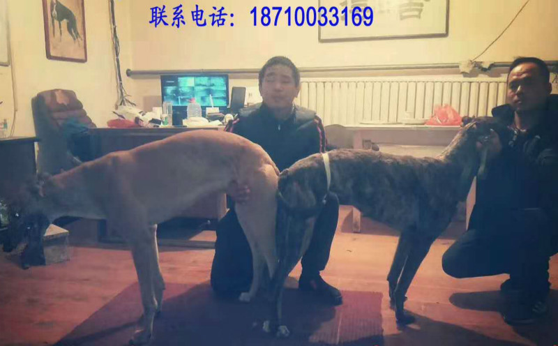 格力犬中英文血统查询