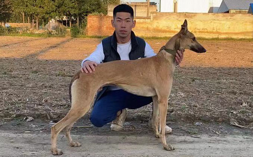 金鹰 900168801090992