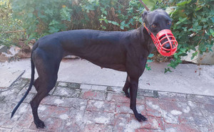 黑妞991001002506691 格力犬yy-格力犬中英文血统查询