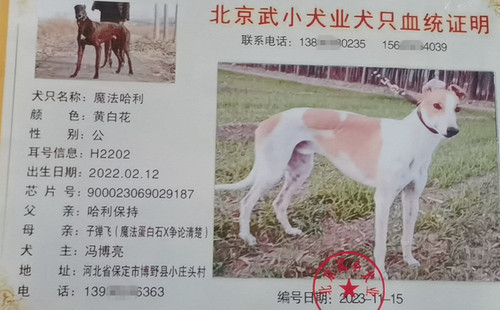 魔法哈利 900023069029187