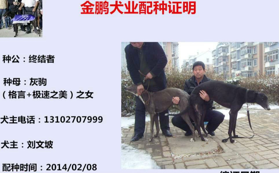 市刘文坡的格力犬种母极速灰驹使用金鹏犬业的格力犬种公终结者配种