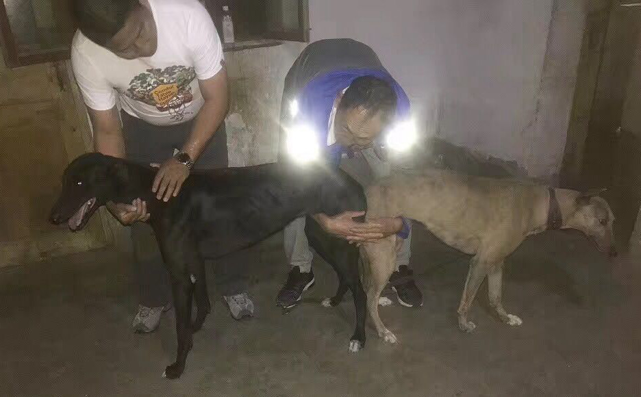 6月肇东尹福来的格力犬种母妞妞使用聊城贾虎的格力犬种公斗牛士配种