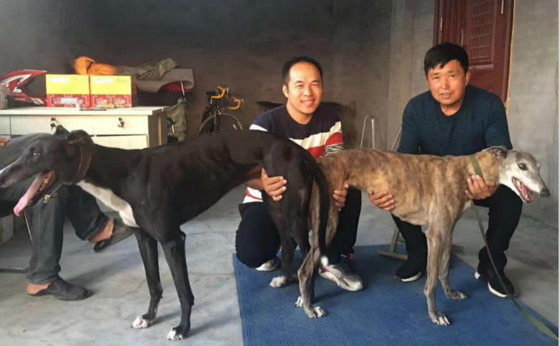 2019年9月27日肇源李邦彦的格力犬种母虎妞使用天佑犬业的格力犬种公