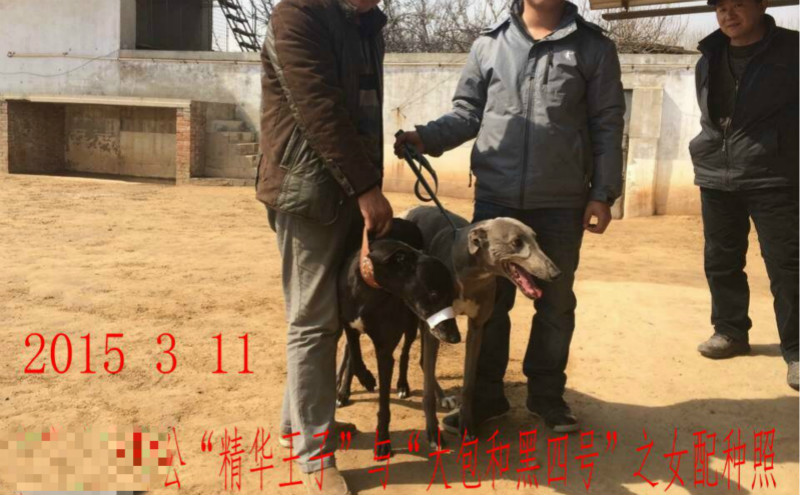 精华王子 x黑燕 2015年松原市王远军的格力犬种母黑燕使用南宫犬业的