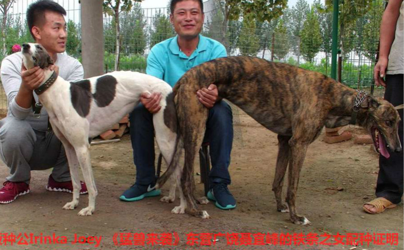 猛兽来袭 x四八六 2015年9月5日广饶县聂宜峰的格力犬种母四八六使用