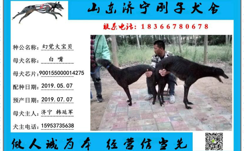x白嘴 2019年5月7日济宁韩延军的格力犬种母白嘴使用济宁刚子犬舍的