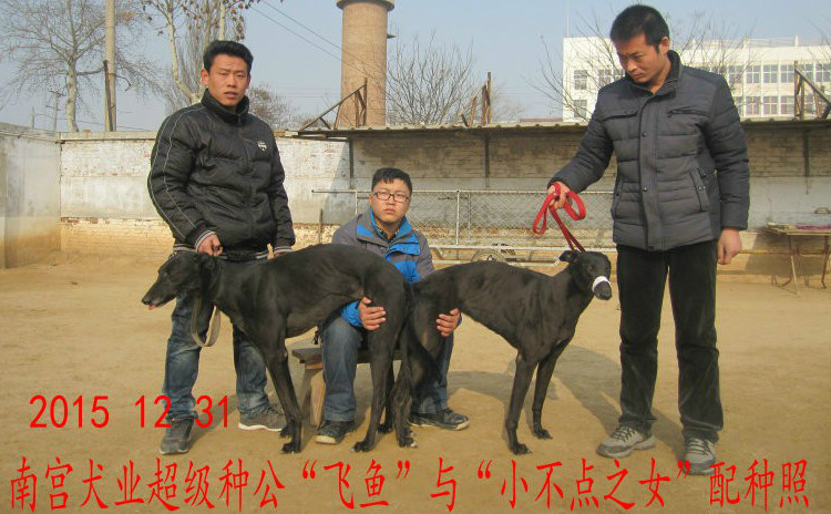 12月31日青县尹建的格力犬种母黑丽使用南宫犬业的格力犬种公飞鱼配种