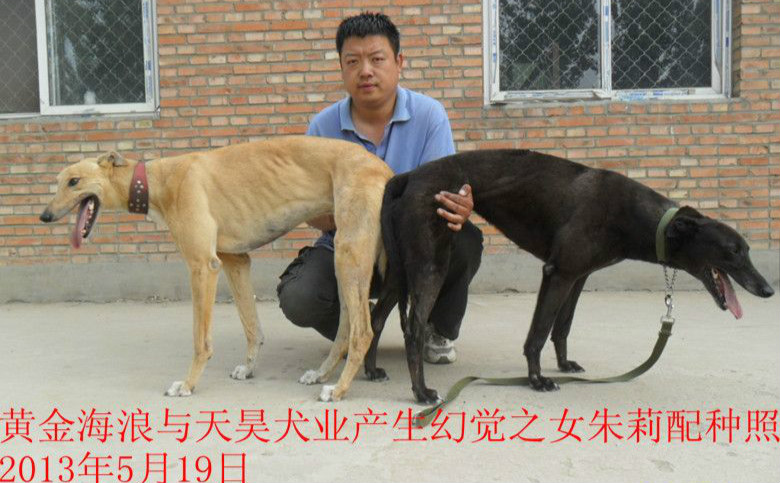 黄金海浪 x朱莉 2013年5月19日涿州天昊的格力犬种母朱莉使用黄金海浪