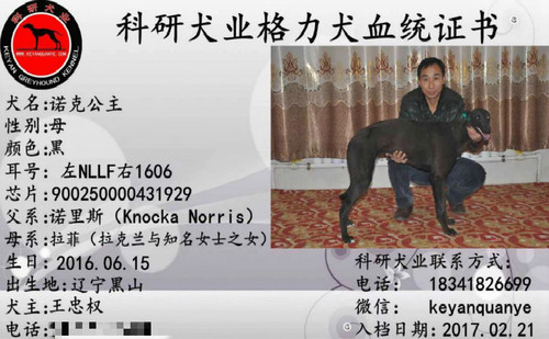诺克公主 900250000431929，NLLF1606