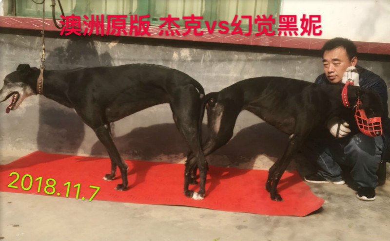 杰克 x幻觉黑妮 2018年11月7日同为聊城马果胜的格力犬种公杰克与种母