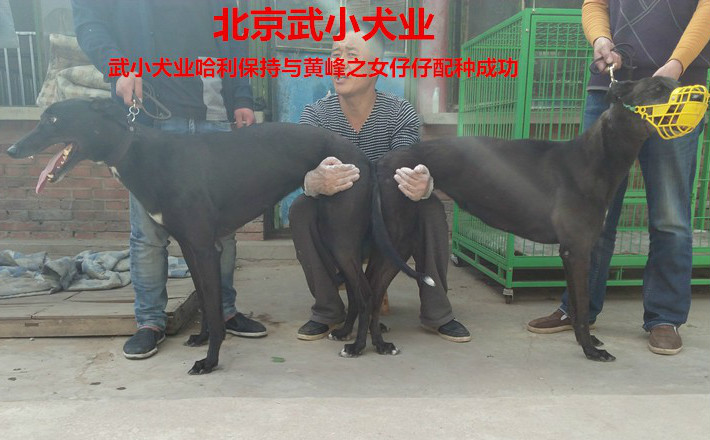 21日武小犬业的格力犬种母仔仔使用武小犬业的格力犬种公哈利保持配种