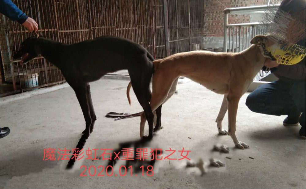 魔法彩虹石 x黄鹰 2020年5月8日渭南权伟的格力犬种母黄鹰使用渭南